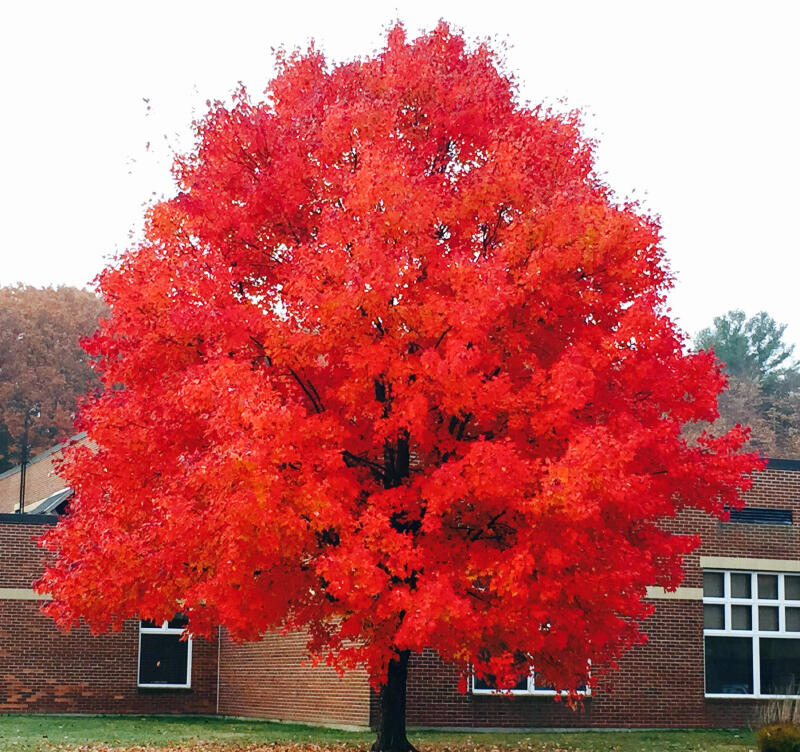 Read More Our beautiful fall maple tree.